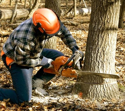 Tree Removal in Posey, CA
